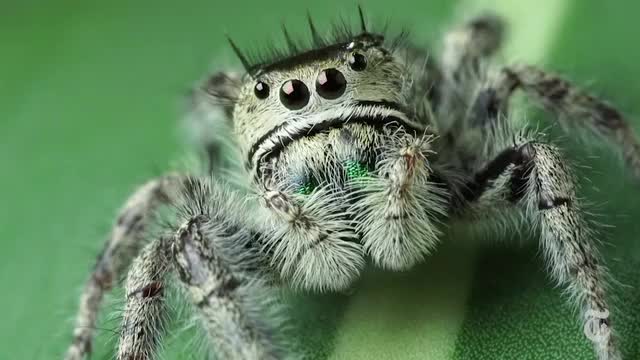 Cómo hacerle a una araña un examen de la vista El Nuevo Día Cómo hacerle a una araña un examen de la vista El Nuevo Día